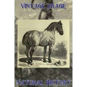   Keyring Key Ring Vintage Natural History Image Percheron Cart Horse