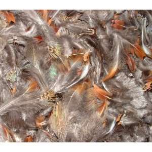    Large Assortment Of Ringneck Pheasant Feathers 