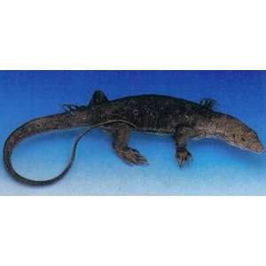  Toy Distributor   18 Inch Baby Monitor Lizard Toys 