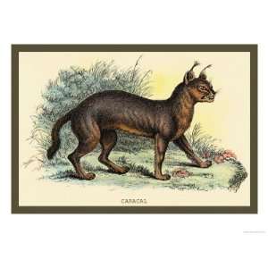  Caracal Giclee Poster Print by Sir William Jardine, 32x24 