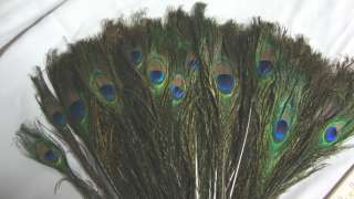 For sale we have 100 Individual Natural Real Peacock Full Eye Feather 