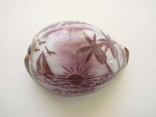 CAPE CORAL HAND CARVED COWRIE SEA SHELL BEACH DECOR  