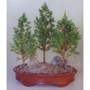 Eastern White Cedar Bonsai Tree   3 Tree Group.(Chamecyparis Thoides 