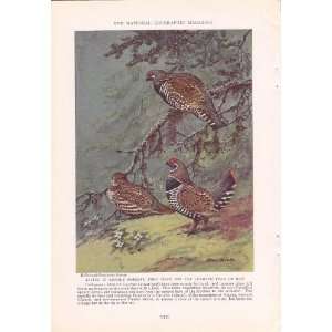 1936 Spruce Grouse Franklins Grouse   Allan Brooks Vintage Bird Print