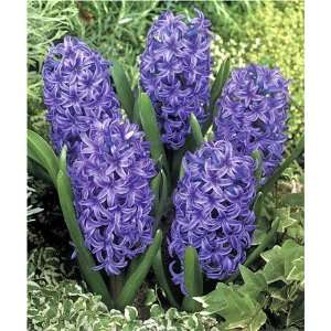  Hyacinths, Blue Jacket (7 bulbs) Patio, Lawn & Garden
