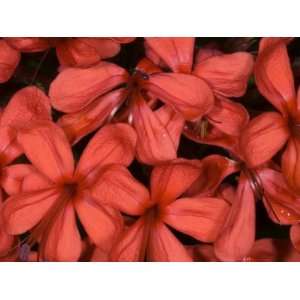  Ant Moves across a Dense Cluster of Clerodendrum Splendens 