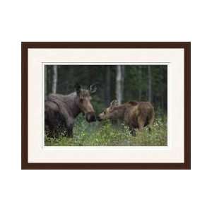  Alaskan Moose Near Cheena River Alaska Framed Giclee Print 