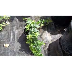  4 Inch English Ivy Hedera helix Ground Cover Green Patio 