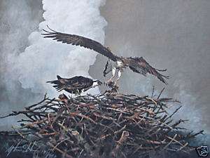 Mort Solberg Yellowstone Osprey S/N Print Eagles W/nest  