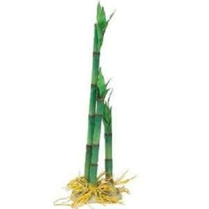  Asian Bamboo Trio   XL   15 High