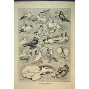   1892 Birds Pigeons Carrier Jacobins Swallows Magpies