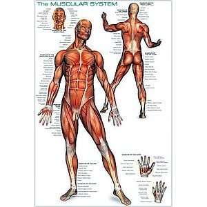  The Muscular System Poster