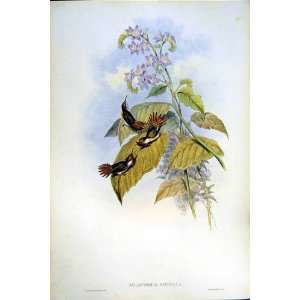    1990 Hummingbirds Selasphorus Rufus Scintilla Gould