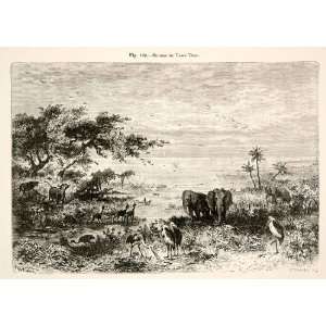  1892 Wood Engraving Animals Water Hole Lake Chad Tsad 
