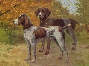 German Shorthaired Pointer Dog Print Two Dogs  