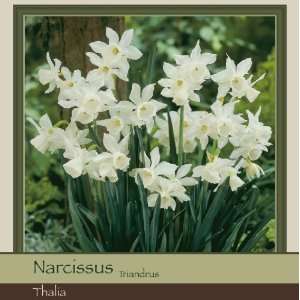  Narcissus Thalia Patio, Lawn & Garden