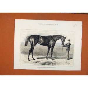  Shotover Winner Of Derby Horse Race C1882 Antique Print 