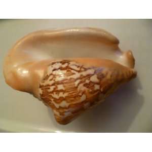  Milk Conch Shell 4 5 inches 