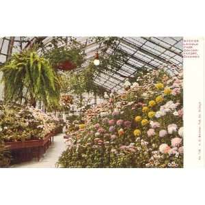   Postcard Interior of Lincoln Park Conservatory   Chicago Illinois