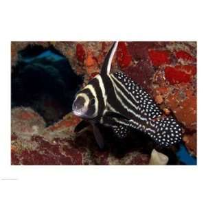 Spotted Drum Fish Poster (24.00 x 18.00)