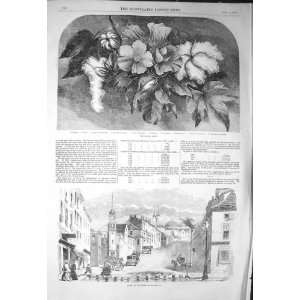  1856 COTTON PLANT BLOSSOM FLOWER BALTIMORE MARYLAND