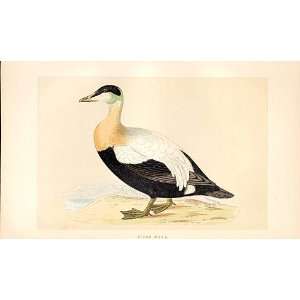    British Birds 1St Ed Morris 1851 Eider Duck