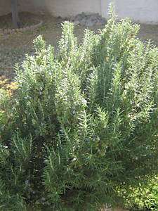Fresh Grown Rosemary, delivered to you No pesticides  