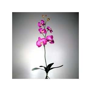  Violet Orchid