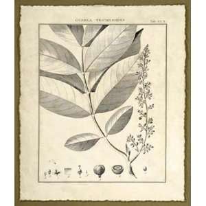   Botanical Study VI   Poster by Sellier (16x19.25)