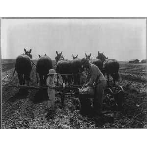  Man filling seeding machine with corn,pulled by horses 