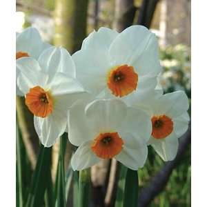  Daffodil, Geranium 10 Bulbs Patio, Lawn & Garden
