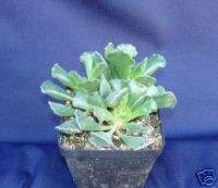 ADROMISCHUS CRISTATA, FRIED PIE PLANT REALLY COOL PL  