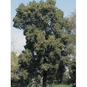  Coast Live Oak Tree in a Field (Quercus Agrifolia 