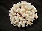 Large Very Rare Beautiful Catspaw Round Coral Museum Specimen 8 inches