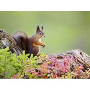  Red Squirrel, Portrait of Adult on Fallen Log in Autumnal 