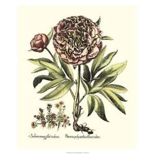  Framboise Floral III by Basilius Besler. size 20 inches 