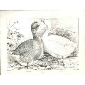  Toulouse & Embden Geese Poultry Ludlow 1902 Birds