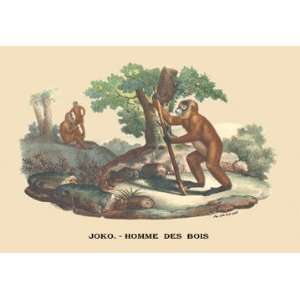 Joko   Homme des Bois (Monkey) 20x30 poster 