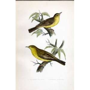   Polyglot Warbler, Hypolais Icterina Bree H/C 1875 Bird