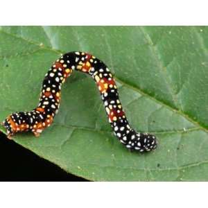  An Unidentified Gemotrid (Inch Worm) Caterpillar on a Leaf 