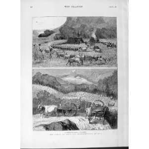   Famine India Transporting Rice Bullock Camp Waggon