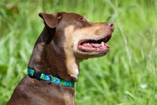 Lupine Nylon Dog Puppy Collar or Leash MEDIUM 3/4 wide  