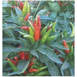 Thai Hot Pepper 4 Plants   Extremely Hot