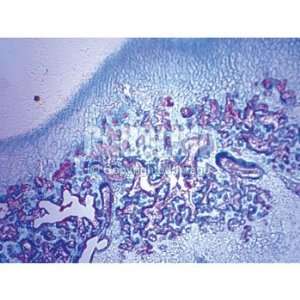 Mammal Fibrocartilage, sec. Microscope Slide, 10 u  