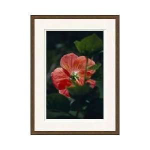 Mallow Flower Kandy Sri Lanka Framed Giclee Print