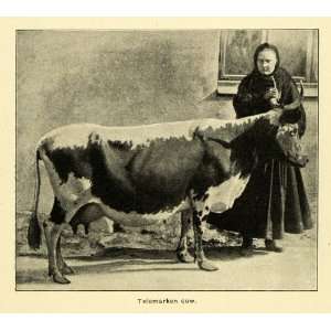  1900 Print Norwegian Telemarken Cow Cattle Livestock Farm 