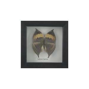   Real Butterfly Insect Display, 5x5 Framed, beautiful Kalima Inachus