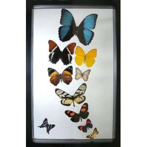   Butterfly Art the Morpho Rey Framed with Blue Morpho 