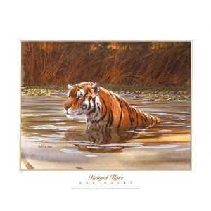  Bengal Tiger Poster Print