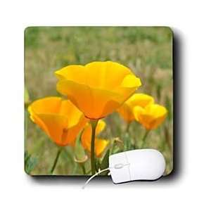   California Orange Poppies Field Flowers Flower Photograph   Mouse Pads